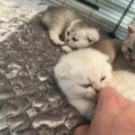 Scottish fold/straight tica registered silver and chocolate shaded