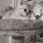 5 British shorthair kittens for sale in Redhill