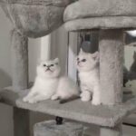 5British shorthair for sale in Redhill