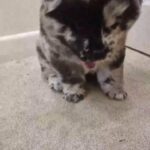Merle Chow Chow Puppies Q&As