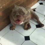 micro exotic bully