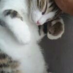 Rosie our bengal x