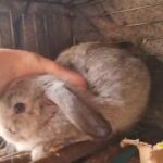 mini lop boy