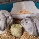 mini lop boys ready now
