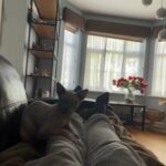 GCCF registered Sphynx male cat on active
