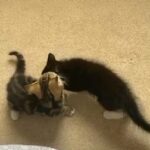 Two now 3 month old kittens