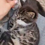 Mixt breed, lovely kittens, 9 weeks