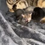 5 kittens for sale for good homes only. ?