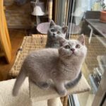 BSH gorgeous lilac boy, ready for collection