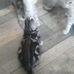 Scottish/Straight Fold Kittens