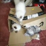 gccf registered Ragdolls