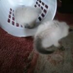 gccf registered Ragdolls
