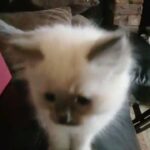 gccf registered Ragdoll kittens