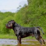 ?POSEIDON? Black Tri Merle ABKC, UKBKC Reg, Open for Stud