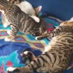 sibling rivalry... Mowgli is clearly over it! ?