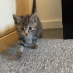kitten for sale (female)