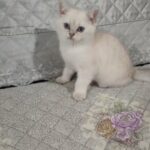 5 Mixed British shorthair kitten sale. in Redhill
