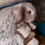 min lop boy