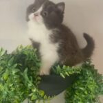 GCCF Cinnamon British Shorthair Kittens