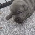 2 Quality Male Blue Staffy??