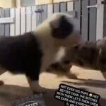 Old English Bulldog Merle Girl ?