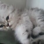 Persian Full Breed Chinchilla Kitten for sale *LAST 1 LEFT*