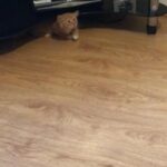 kitten