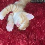 kittens for sale