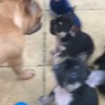 ⭐️Gorgeous French bulldogs?