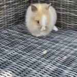 Absolutely stunning purebred lion head bunny
