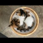 3 Lovely Kittens 2 Males 1 Female