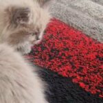 gorgeous ragdoll boy