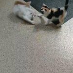 2 beautiful kiitens for sale boy and girl