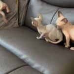 baby Sphynx