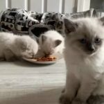 ????Ragdoll Kittens ????