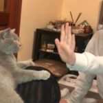 British shorthair cat