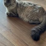 READY NOW full ragdoll kittens seal point and lynx