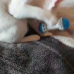 Unicque cat