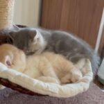 GCCF quality exotic shorthair male