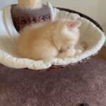 GCCF quality exotic shorthair male, Cream Mackerel Tabby