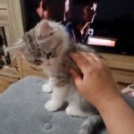 chinchilla Persian x Ragdoll