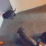 Top Quality Blue Cane Corso pups