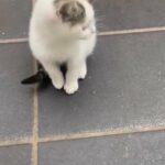 kittens for sale