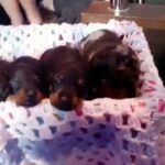Dachshund puppies