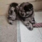 Chow Chow Q&As