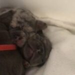 stunning french bulldogs carrying testable and L4