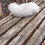 Ragdoll  female