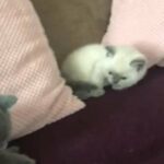 beautiful pedigree bsh kittens