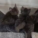 STUNNING MAINECOON BOYS