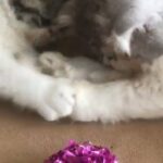 Beautiful Exotic LH Blue & White female for sale
